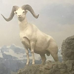 Dall's sheep (Ovis dalli dalli)