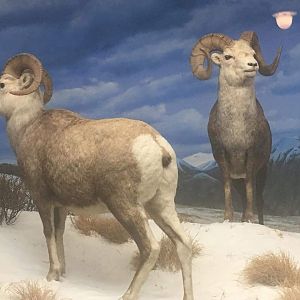 Stone sheep (Ovis dalli stonei)