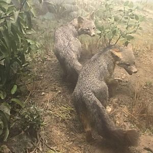 California gray fox (Urocyon cinereoargenteus californicus)