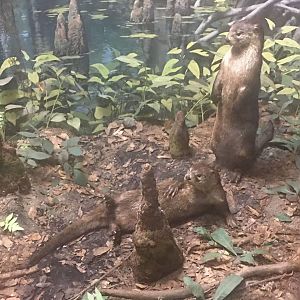 North American river otter (Lontra canadensis lataxina)