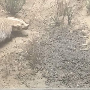 American badger (Taxidea taxus jeffersonii)