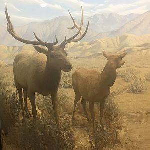 Tule elk (Cervus canadensis nannodes)