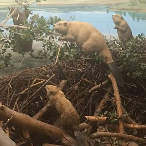 North American beaver (Castor canadensis)