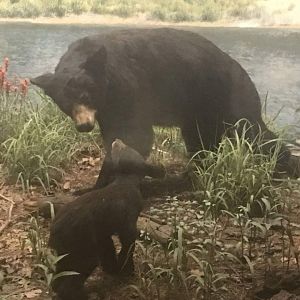 California black bear (Ursus americanus californiensis)
