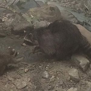 Northern raccoon (Procyon lotor)