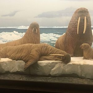 Pacific walrus (Odobenus rosmarus divergens)