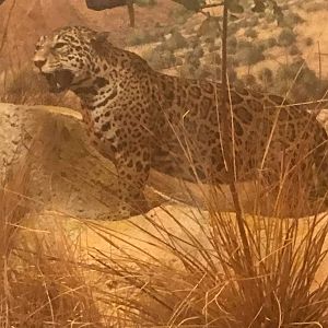 Arizona jaguar (Panthera onca arizonensis)