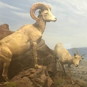Desert bighorn sheep (Ovis canadensis nelsoni)