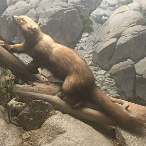 Pacific fisher (Martes pennanti pacifica)