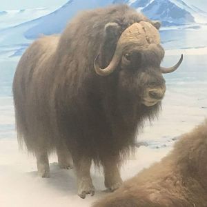 Greenland musk ox (Ovibos moschatus wardi)