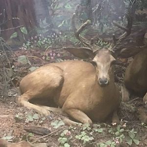 Columbian black tailed deer (Odocoileus hemionus columbianus)