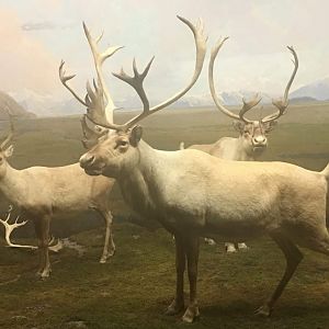 Greenland caribou (Rangifer tarandus groenlandicus)
