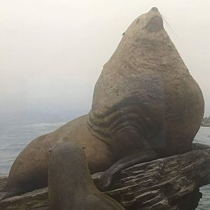 Steller's sea lion (Eumetopias jubatus monteriensis)