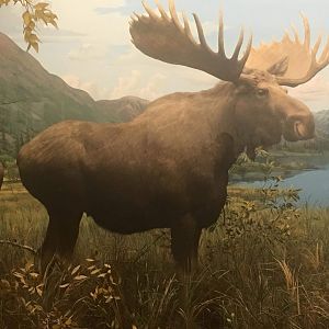 Alaskan moose (Alces americanus gigas)