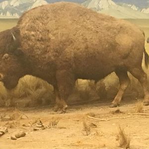 Plains bison (Bos bison bison)