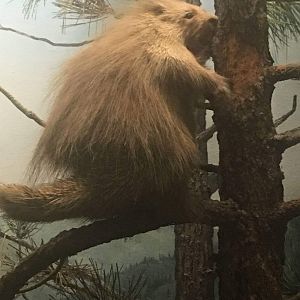 North American porcupine (Erethizon dorsatum epixanthum)