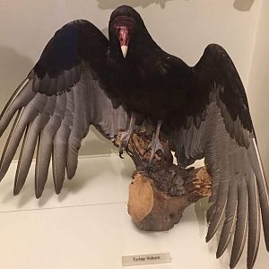 Turkey vulture (Cathartes aura)