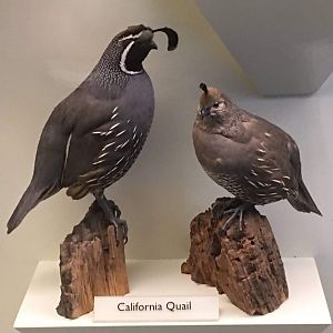 California quail (Callipepla californica)