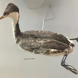 Clark's grebe (Aechmophorus clarkii)