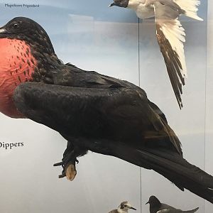 Magnificent frigatebird (Fregata magnificens)