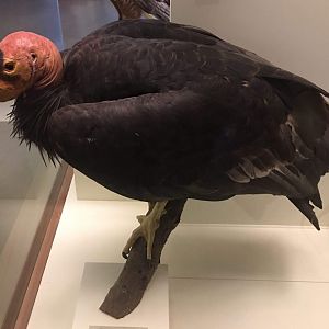 California condor (Gymnogyps californianus)