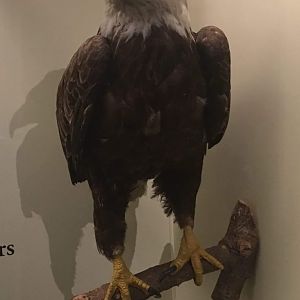 Bald eagle (Haliaeetus leucocephalus)