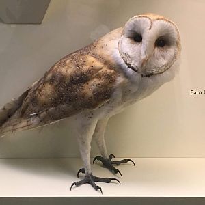 Western barn owl (Tyto alba)