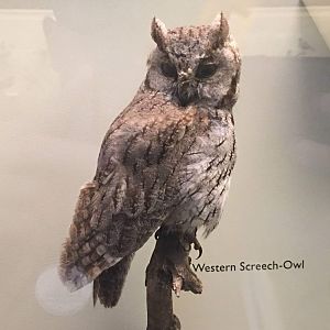 Western screech owl (Megascops kennicottii)