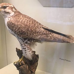 Prairie falcon (Falco mexicanus)