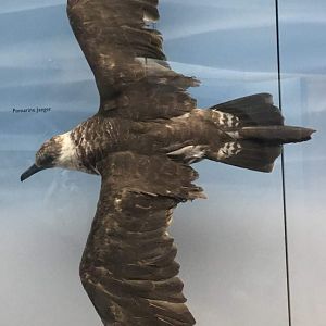Pomarine jaeger (Stercorarius pomarinus)
