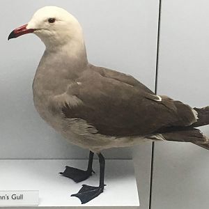 Heerman's full (Larus heermanni)