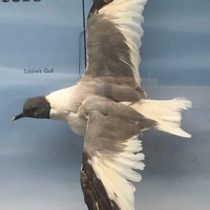 Sabine's full (Xema sabini)