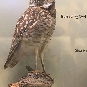 Burrowing owl (Athene cunicularia)