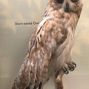 Short eared owl (Asio flammeus)