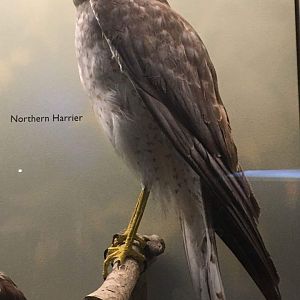 Northern harrier (Circus hudsonius)
