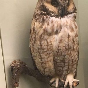 Long eared owl (Asio otus)