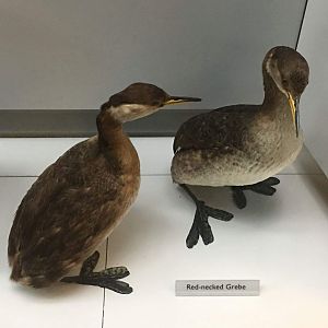Red necked grebe (Podiceps grisegena)