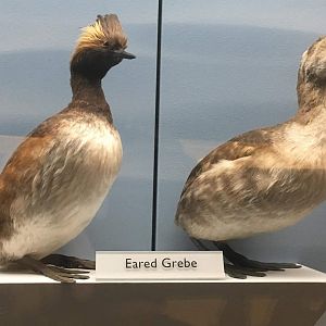 Black necked grebe (Podiceps nigricollis)