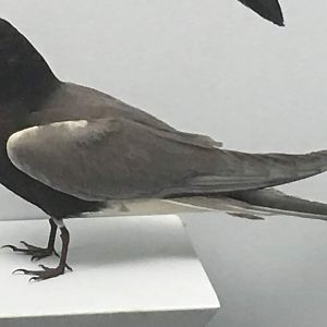 Black tern (Chlidonias niger)