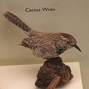 Cactus wren (Campylorhynchus brunneicapillus)