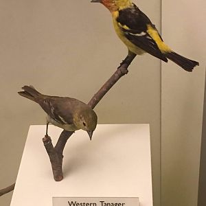 Western tanager (Piranga ludoviciana)