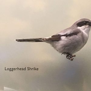 Loggerhead shrike (Lanius ludovicianus)