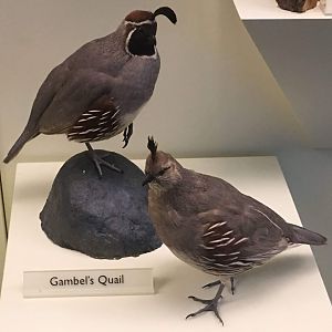 Gambel's quail (Callipepla gambelii)