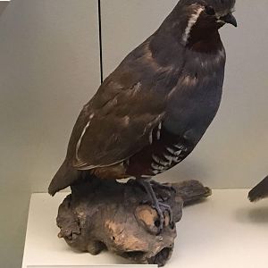 Mountain quail (Oreortyx pictus)