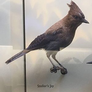 Steller's jay (Cyanocitta stelleri)