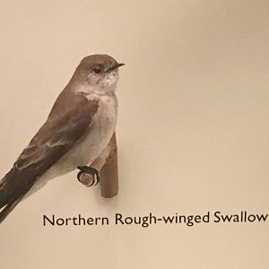 Northern rough winged swallow (Stelgidopteryx serripennis)