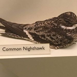 Common nighthawk (Chordeiles minor)