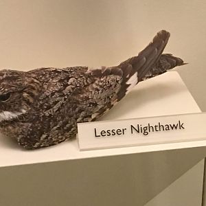 Lesser nighthawk (Chordeiles acutipennis)