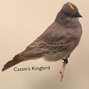 Cassin's kingbird (Tyrannus vociferans)