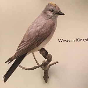 Western kingbird (Tyrannus verticalis)